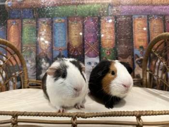 Rescue Guinea Pig Guinea Pigs for Adoption in Annapolis, Maryland - Peanut Butter Oreo (w/ Pete) | PetCurious